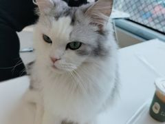 -怪兽屋·羊驼·猫咖·狗咖(俊华广场店)