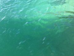 -东姑阿都拉曼海洋公园
