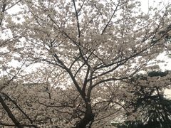 -武汉大学-樱园