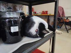 -二八鸥汀老鹅(金涛庄店)