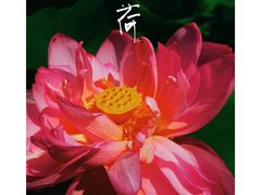 -陈家山荷花公园