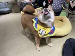 -逗柴咖啡屋·狗咖猫咖宠物桌游
