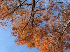 -白水寺森林公园