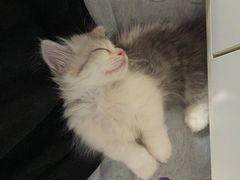 -欣宠猫屋·矮脚拿破仑·蓝金金渐层