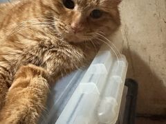 -必胜客(磁器口店)