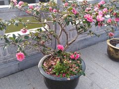 -太平禅寺