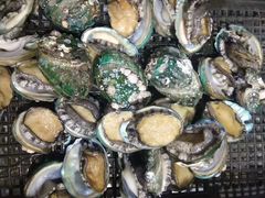 活鲍鱼-大连海鲜斑鱼火锅(安平店)