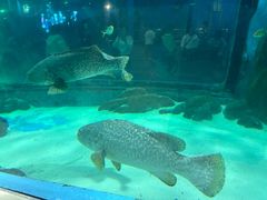-苏州海洋馆