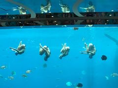 -瑞德姆美人鱼海底演艺主题餐厅(亚龙湾店)