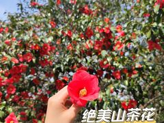 -无锡梅园公园