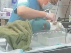 -东日国际动物医院·CT·心脏专科(桃源分院)