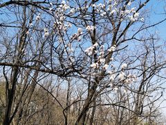 -阳台山自然风景区