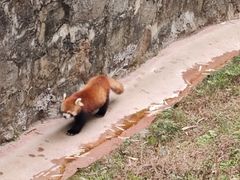 -都江堰中华大熊猫苑