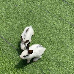 点击看大图 -萌宠亲子动物乐园(槐房万达店)