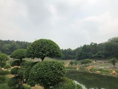 -大塘金香草谷