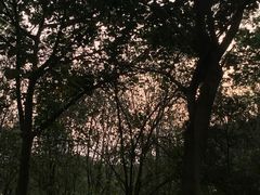 -广东花都湖国家湿地公园