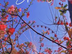 -顾村公园