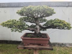 -盆景园(扬州大运河文化旅游度假区)