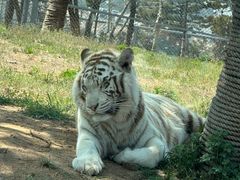 -西霞口神雕山野生动物世界