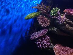 -暹罗海洋世界