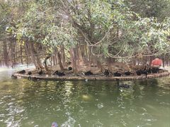 -广东茂名森林公园