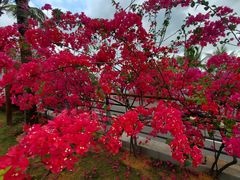 -中澳友谊花园