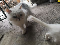 -喵屿·大理花园猫咖