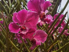 -海南热带野生动植物园