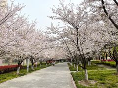 -高东镇樱花园