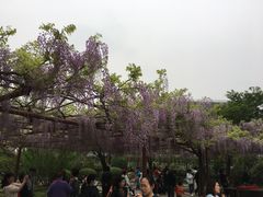 -嘉定紫藤园