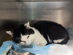 -康爱犬猫诊所·牙专科·骨外科·影像内科(丰宁店)