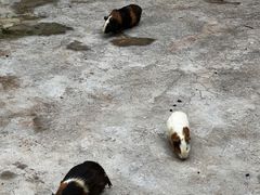-深圳野生动物园