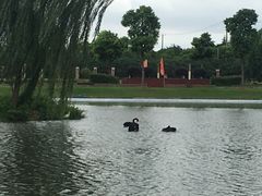 -明珠湖天鹅苑·农家菜馆