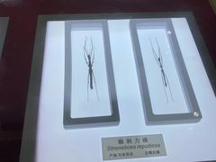 -上海昆虫博物馆