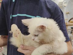 -楼上猫咖(罗湖店)