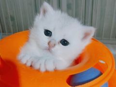 -爱宠屋pet shop·宠物洗澡·宠物美容