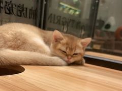 -袖虎·猫馆(体育西路店)