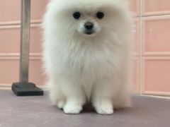 -FAELING PETS美天灵宠物(合生汇店)