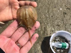 -红树林天天赶海