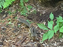 -五营红松林海景区