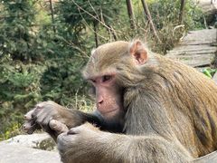 -重庆雨台山风景区