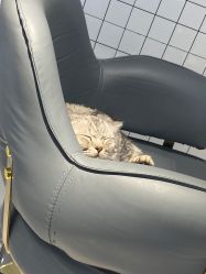-飞梵造型