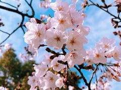 -新虹桥中心花园