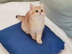 -东方名猫馆·英短金渐层布偶猫舍(环线广场1号楼店)