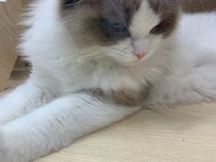 -袖虎·猫馆(体育西路店)