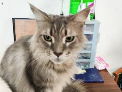 -楼上猫咖(罗湖店)