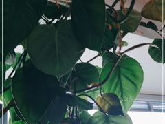 -七彩云南茶(七彩云南第壹城店)