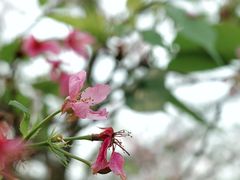 -天适樱花悠乐园