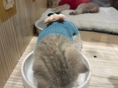 -屋虎猫馆(宝安大仟里店)