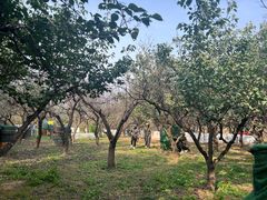 -尚庄度假村·庭台树下·户外烧烤·团建CS·轰趴营地(上庄水库店)